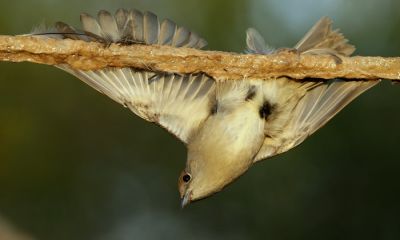 cyprus north limestick blackcap