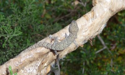 cyprus limestick gecko