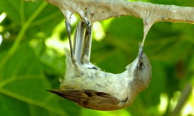 cyprus limesticks whitethroat