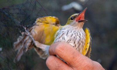 Cyprus net golden oriole