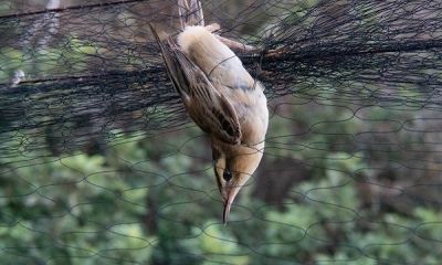 cyprus sedge warbler net