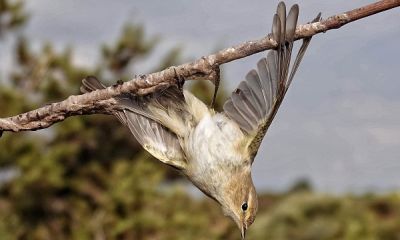 cyprus limestick bonellis warbler