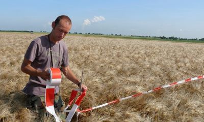 germany harrier project