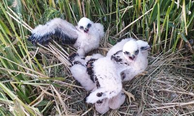 Germany marsh harrier chicks