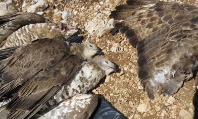 lebanon shot honey buzzards