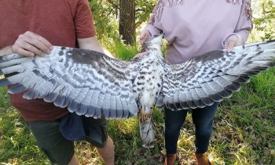 Italy Calabria Adorno honey buzzard