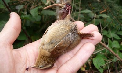 Italy archetto wren