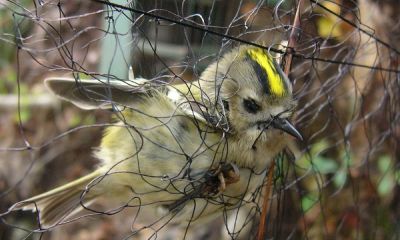 italy net goldcrest