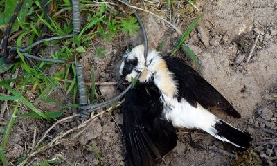 italy snap trap wheatear