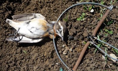 italy snap trap whinchat