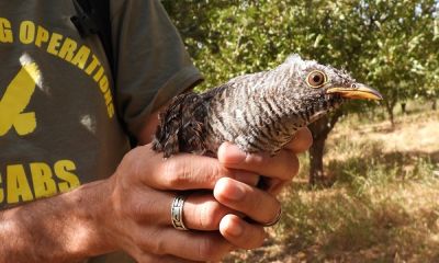 lebanon cuckoo net