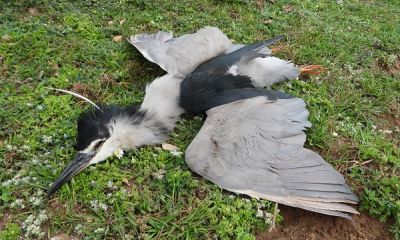 lebanon shot night heron