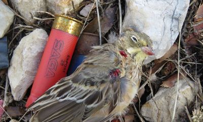 lebanon shot ortolan bunting