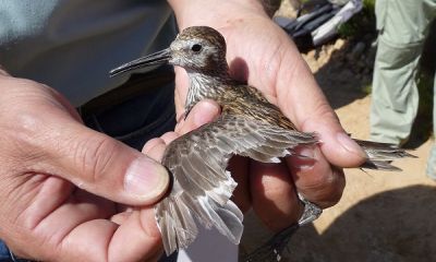 malta caught dunlin