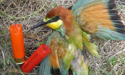 malta shot bee-eater