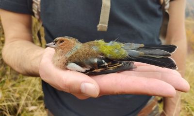 shot chaffinch italy