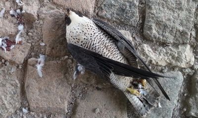 germany poisoned peregrine