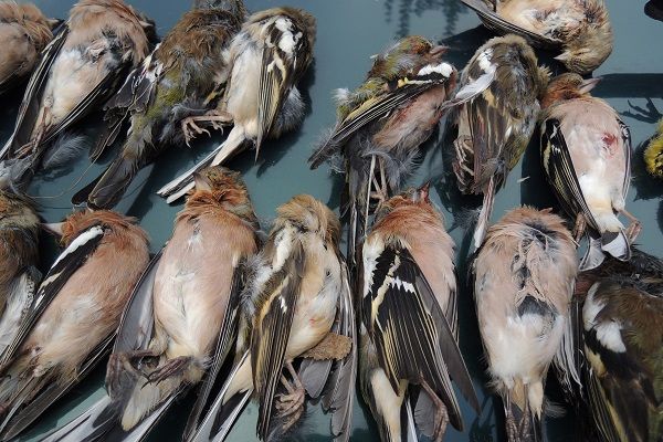 CABS-Newsletter 1/2024