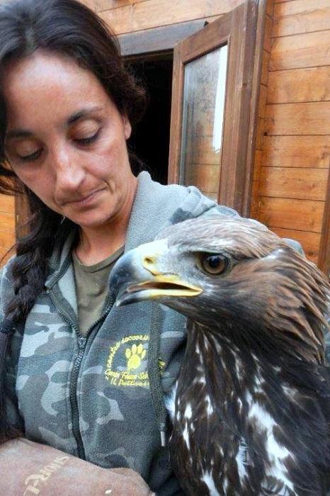 Staff from Modena wildlife rescue centre with a shot Golden Eagle