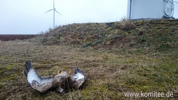 poiana trovata morta sotto una turbina