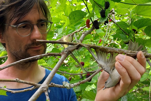 Mitarbeiter des Komitees gegen den Vogelmord befreit eine Mönchgrasmücke während des Frühlingseinsatzes auf Zypern von einer Leimrute. 