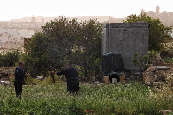 Polizeibeamte bei der Beschlagnahme eines Wachtelnetzes auf Gozo