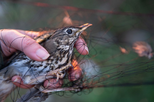 Songthrushes in net (Cyprus)