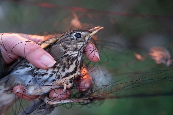 Insgesamt 107 Vögel, hier eine Singdrossel, konnten aus Fallen uns Netzen gerettet werden.