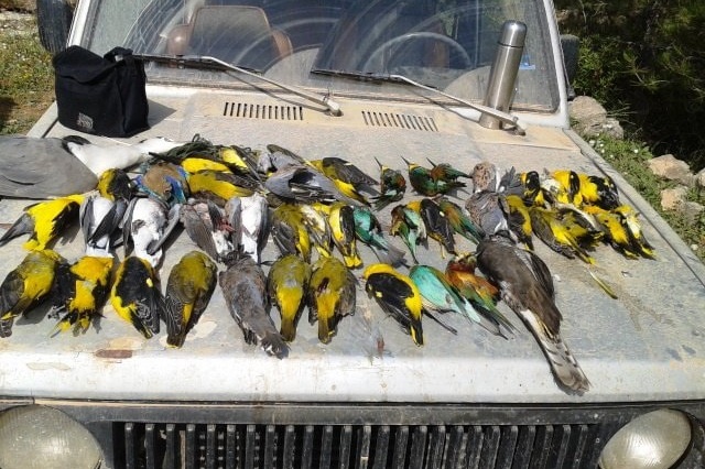 Hunting bag draped on a bonnet - golden orioles, bee-eaters and a levant sparrowhawk