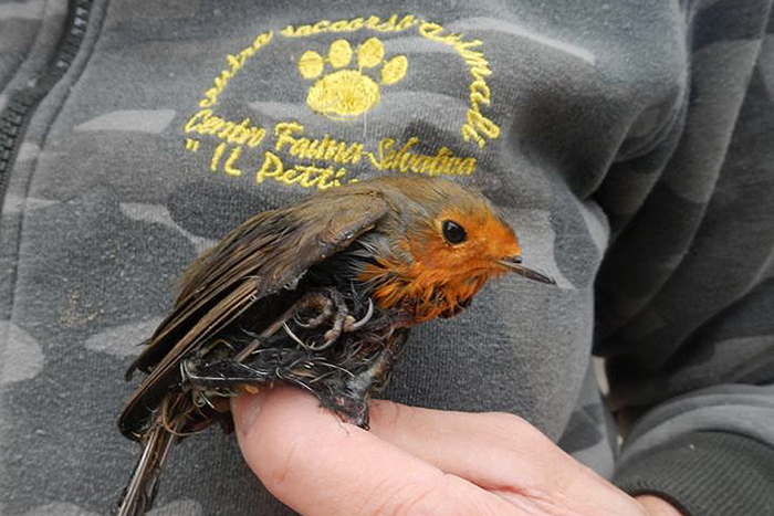 Pettirosso rimasto vittima di colla per topi: ci sono ancora molti casi di persone che lasciano trappole per topi all'aperto