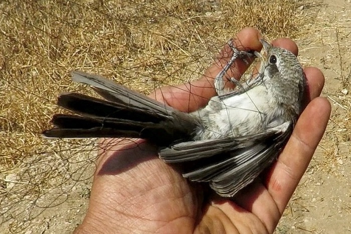 Shrike in a net not far from the city of Baalbek/Lebanon