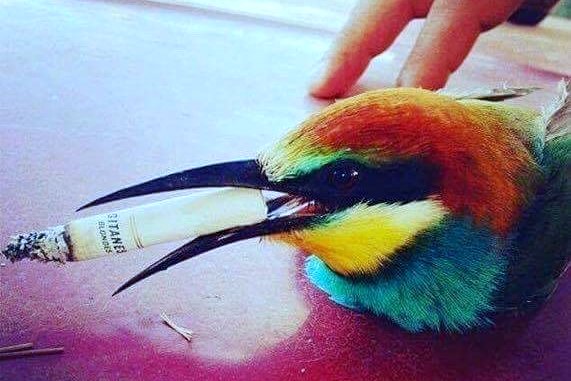 Brutal cruelty - posted as a joke on Facebook: Shot, still live bee-eater with cigarette in its beak. 