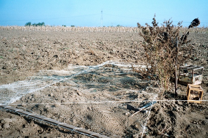 Rete a scatto per la cattura di fringillidi in Bulgaria