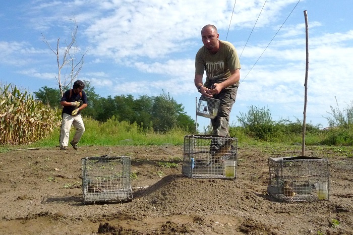 Committee members shutting down an Ortolan trapping site