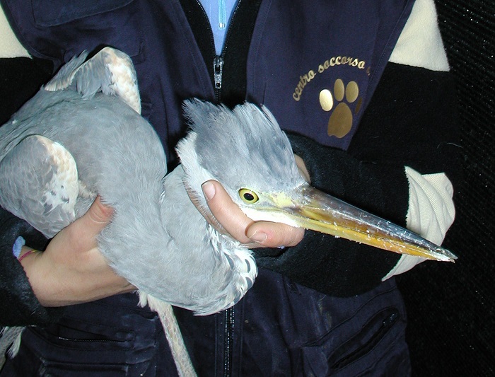 Il contenimento di un uccello adulto ferito è importante: aironi e rapaci hanno becchi pericolosi