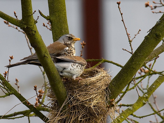 Nido di cesene in un albero dentro un birdgarden / © Andreas Trepte - wikicommons