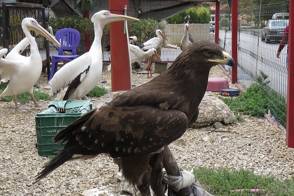 Lesser spotted eagles, pelicans and storks at a private 'zoo' in Lebanon