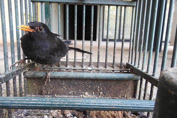 Amsel als Lockvogel in Norditalien. Gezüchtet, gefangen oder aus dem Nest geklaut?