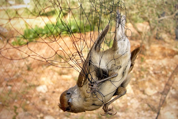 Mönchgrasmücken sind die Zielarten der Vogelfänger auf Zypern.
