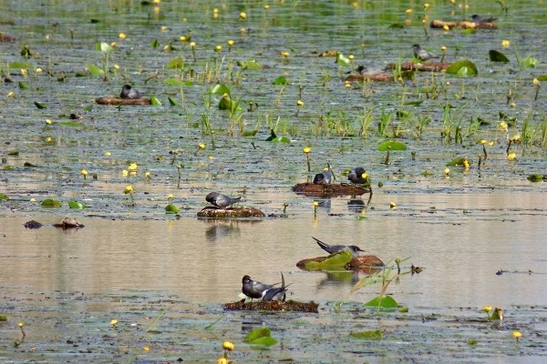 Brütende Trauerseeschwalben auf ausgebrachten Nistflößen