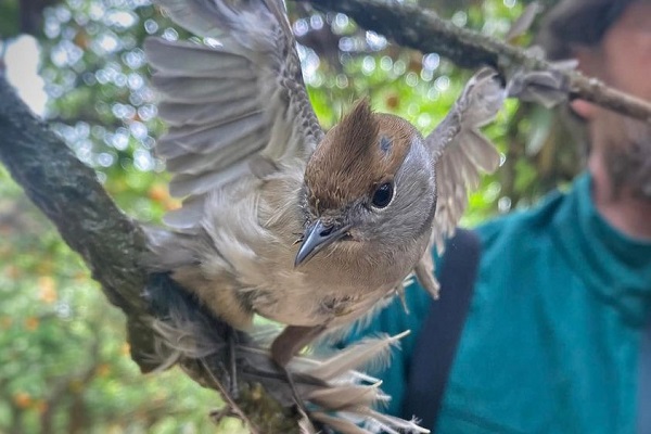 Weibliche Mönchsgrasmücke an einer Leimrute - der Vogel konnte gerettet werden. 