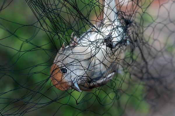Diese Mönchsgrasmücke konnten aus dem illegalen Fangetz unbeschadet befreit werden!