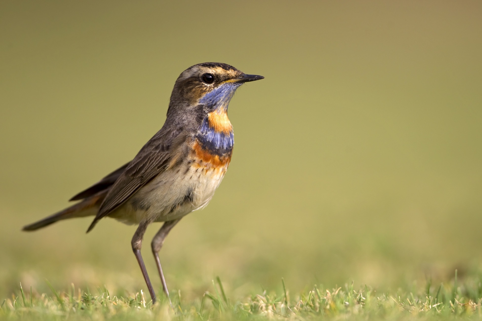 Blaukehlchen