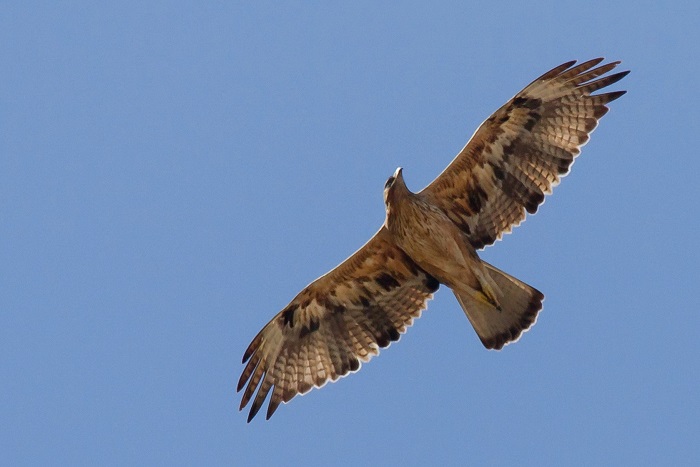 Bonelli's eagle above its Sicilian breeding area