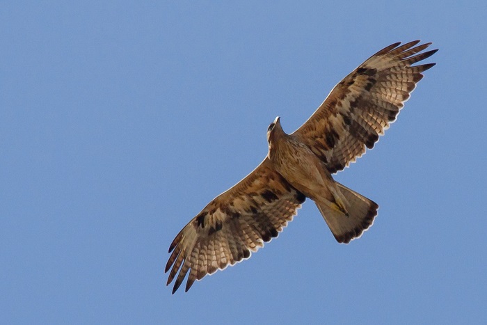 Habichtsadler über seinem sizilianischen Brutgebiet