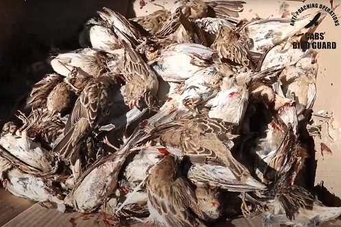Kiste der Vogelfänger voller gefangener und getöteter Weidensperlinge