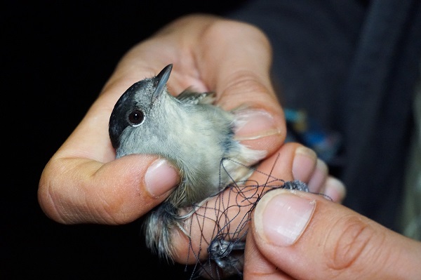 Diese Mönchsgrasmücke wurde als einer von über 1.200 Vögeln in diesem Herbst von unseren Aktiven auf Zypern aus den Fallen und Netzen von Wilderern gerettet.