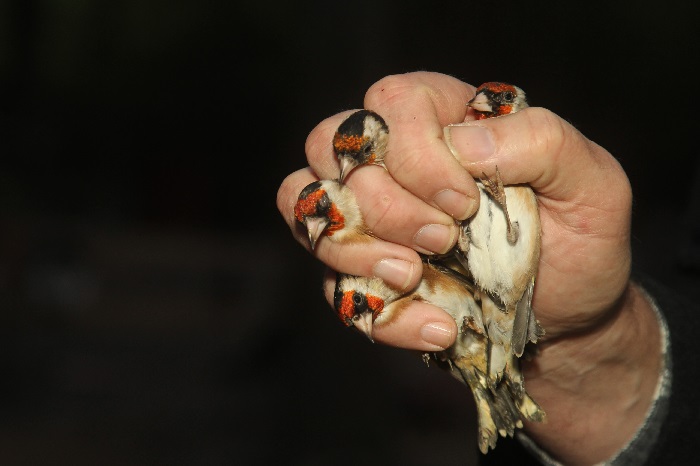 Goldfinch seized from a bird trapper in Oberhausen (NRW)