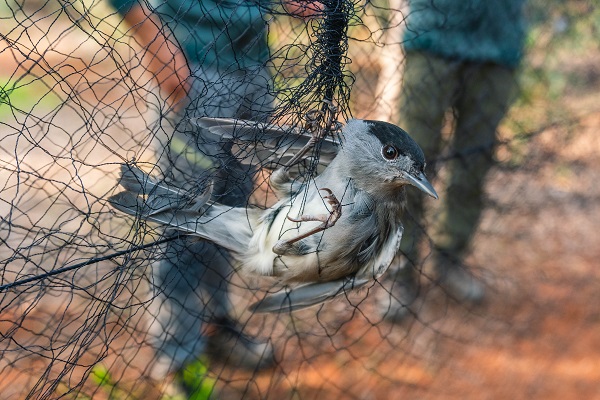 Blackcap trapped in a net (Cyprus)