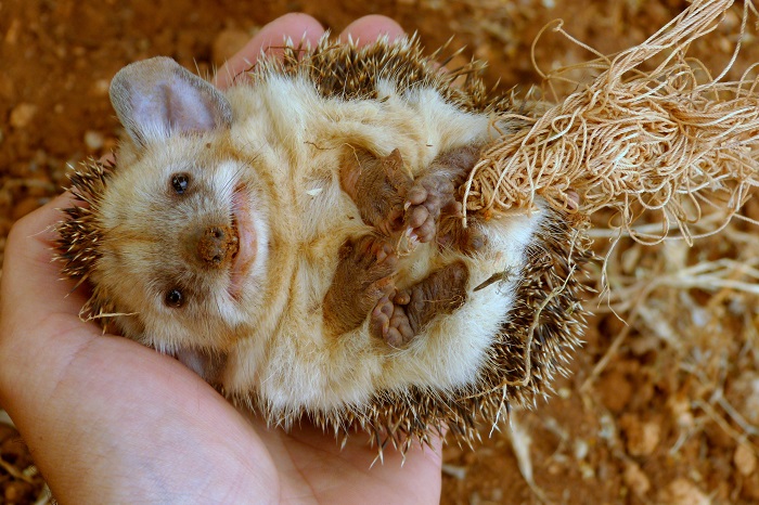 Eastern hedgehog in a snake net